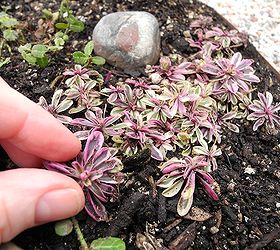 gardening for the super bowl, flowers, gardening, Variegated Rockcress blushes pink in the cold temperatures Very pretty See more up on the blog