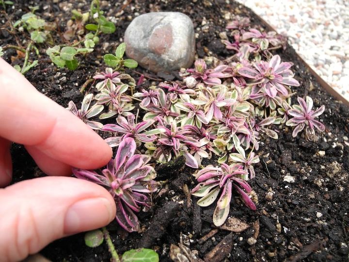 gardening for the super bowl, flowers, gardening, Variegated Rockcress blushes pink in the cold temperatures Very pretty See more up on the blog