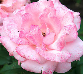 my secret garden, flowers, gardening, perennials, Queen Elizabeth floribunda roses add some pretty pink