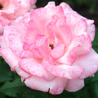 my secret garden, flowers, gardening, perennials, Queen Elizabeth floribunda roses add some pretty pink