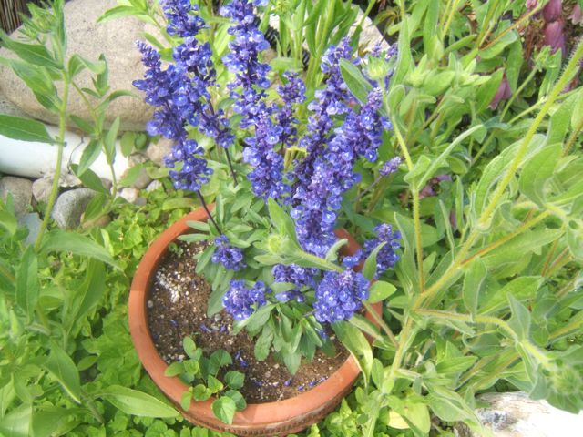 15 dicas para comprar e plantar plantas anuais, Salvia anual funciona bem em um recipiente