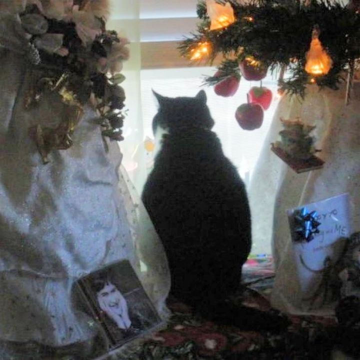 my memory christmas angel tree, christmas decorations, seasonal holiday decor, Sweetpea loved Christmas too Under the tree sitting and watching traffic go by