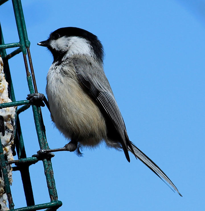 too many birds to count, pets animals, Black capped Chickadee