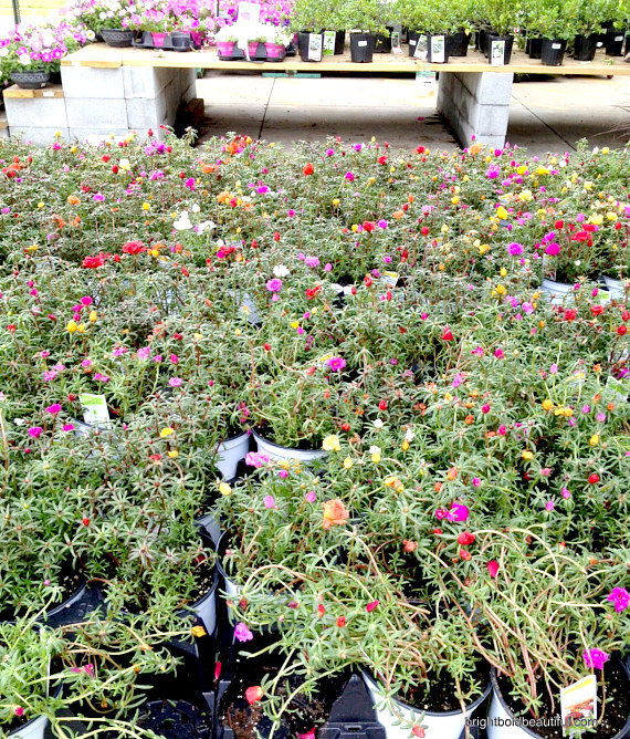 como hacer un jardin de suculentas, Suculentas en flor en Home Depot