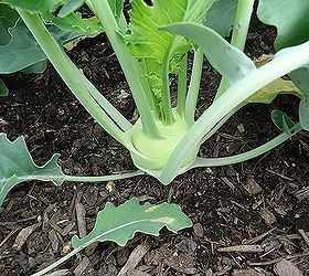 Keeping Your Brassicas Pest Free