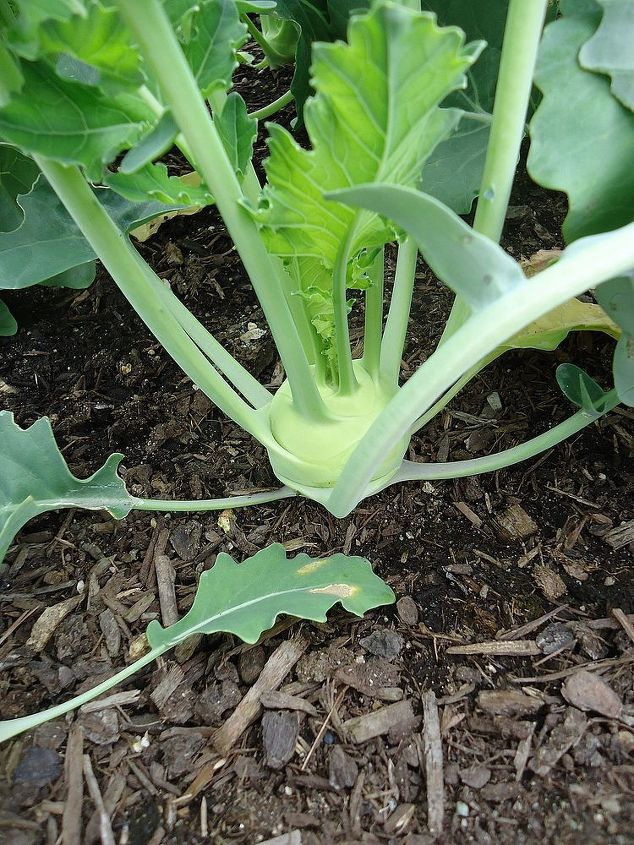 keeping your brassicas pest free, gardening, pest control, Kohlrabi looks perfect and it won t be long to harvest