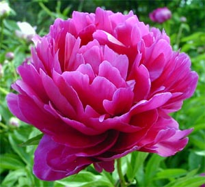 q peonies, gardening