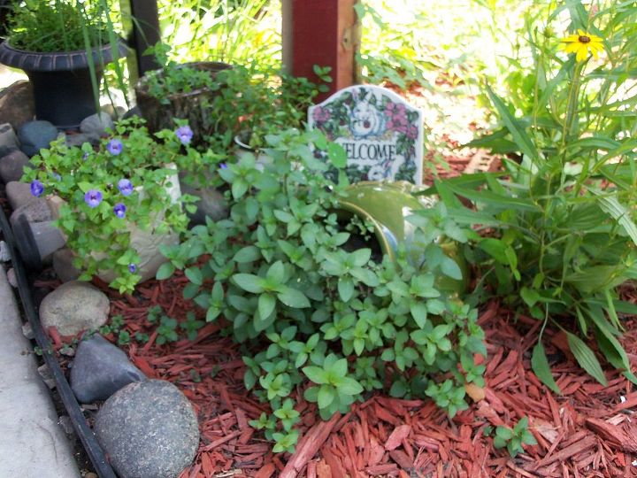 my secret garden in july, flowers, gardening, hibiscus, perennials, raised garden beds, cocolate mint overflowing from planter