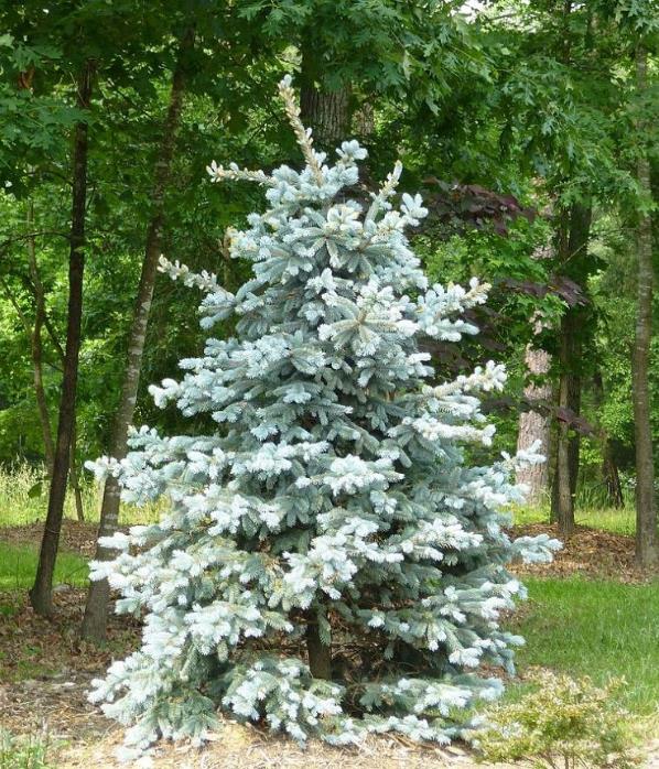 photo update, curb appeal, flowers, gardening, Hoops Blue Spruce Picea pungens Hoopsii took a while to source one this size almost 8 tall but finally found it at a semi reasonable price My FAVORITE tree It s beginning to do very well as spring summer progresses