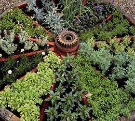 herb garde, gardening, Wagon Wheel Herb Garden