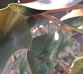help magnolia tree looks awful, One of the leaves