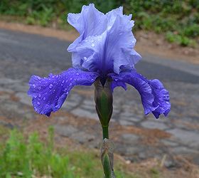 more iris in my garden next week i will show how i separate them, gardening, Two tone blue