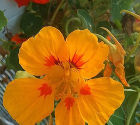 flowers in my gardens, flowers, gardening, Nasturtium Going to beplantingmore of these this year around my Brassica vegetables to keep aphids away