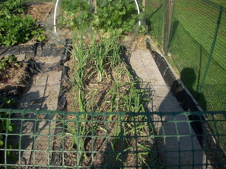 my garden, gardening, Onions