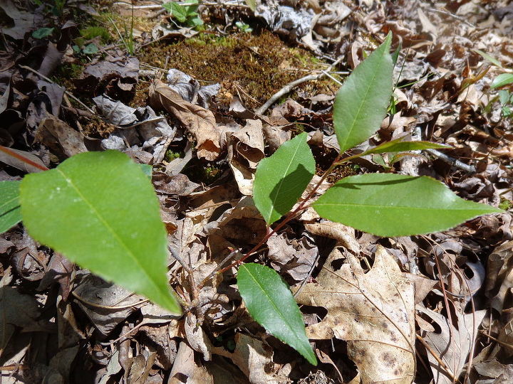 name these plants, flowers, gardening, know what this is Different leaves smooth