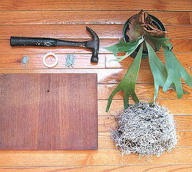 sustainable saturday diy staghorn fern mount, crafts, gardening, go green, home decor
