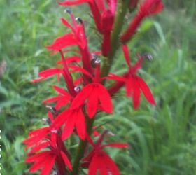 just some of the flowers in our yard, flowers, gardening, Cardinal Flower so pretty