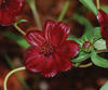 new 2013 annuals from the pw website, flowers, gardening, chocolate cherry hmmm bidens