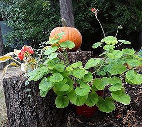 log planter, gardening, outdoor living, I do love that I can use the tall log as a pedestal to display things for the different seasons I placed a pumpkin on it for Halloween Thanksgiving