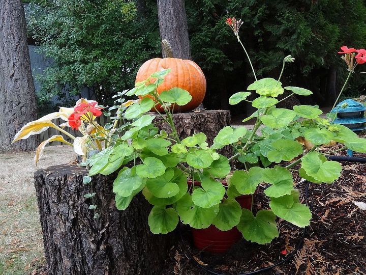 log planter, gardening, outdoor living, I do love that I can use the tall log as a pedestal to display things for the different seasons I placed a pumpkin on it for Halloween Thanksgiving