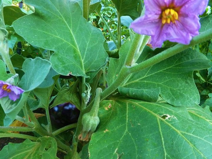 veggies, gardening, eggplant