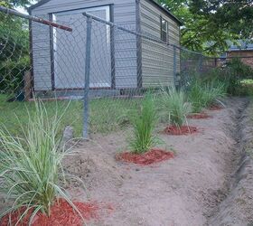 my landscaping adventure, landscape, outdoor living, amazing how fast pampas grass grows