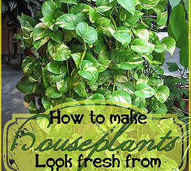grooming houseplants, gardening, home decor, With a few simple steps you can have plants that look like you just bought them at the nursery