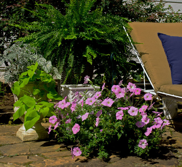maintaining your container plants a mid summer s groom, container gardening, flowers, gardening