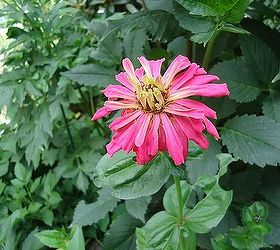 the rockstars of the july garden, gardening, Zinnia are wonderful and easy to grow from seed