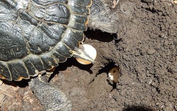 Yellow Belly Turtle Laying Eggs