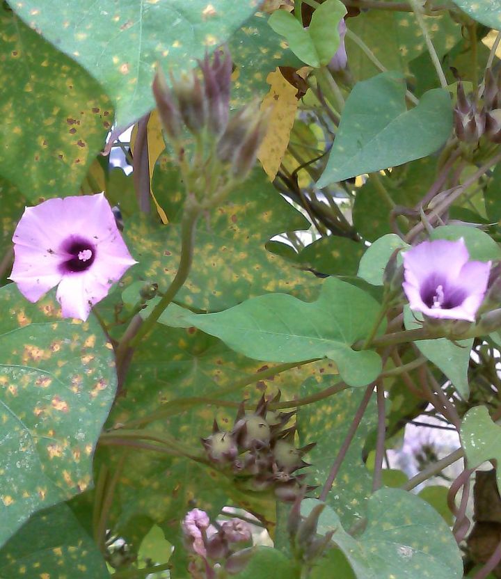 weed wildflower or invasive thug, flowers, gardening, This is a common Ipomea or Morning glory Also native to Georgia but considered a weed to many