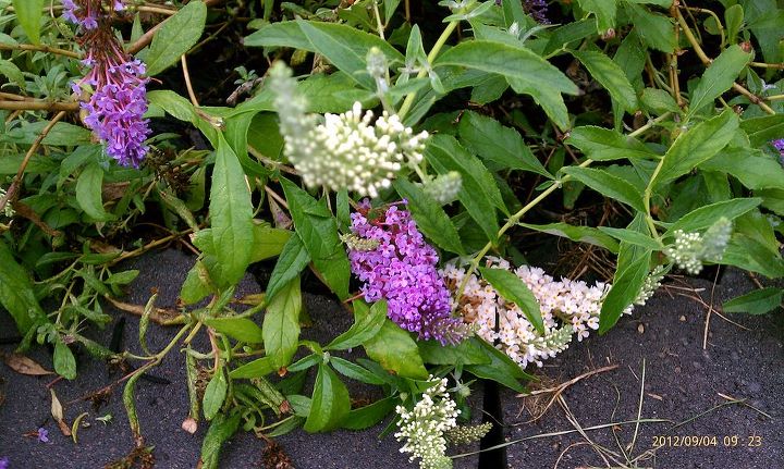 garden w my butterfly bush has white flowers on it w the purple ones cool, flowers, gardening