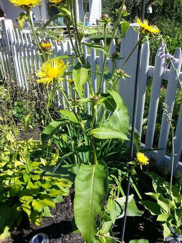 q mystery plant, gardening