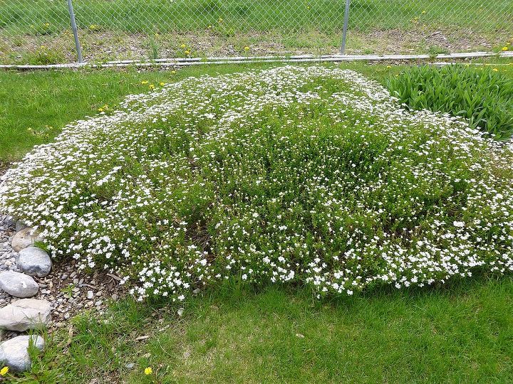 need info on a couple of flowering plants in my yard, flowers, gardening, Just before it blooms entirely