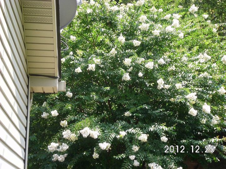 my flowers, flowers, gardening, My white Crape Myrtle