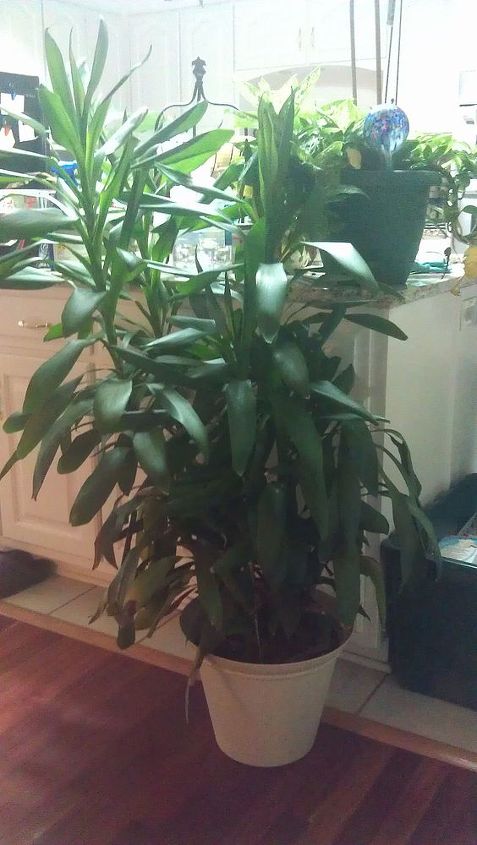 unruly and rebellious houseplants how do i control them