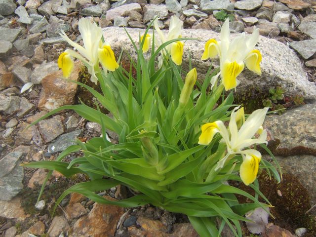 rock garden tips and plants, flowers, gardening, Dwarf Iris add beauty to the rock garden in spring