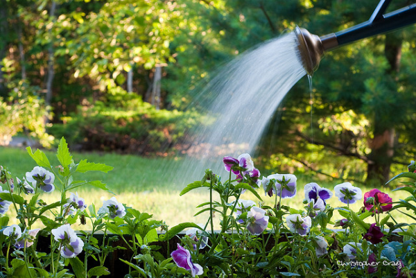 4 ways to drought proof your garden and stay green when it s dry, flowers, gardening