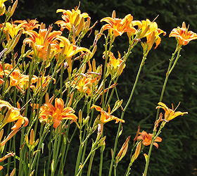 garden tour a landscape in vignettes, gardening, landscape, outdoor living, ponds water features, Daylilies in the sunshine