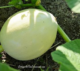 growing white pumpkins, gardening, Pumpkins need at least 90 100 days to grow and mature