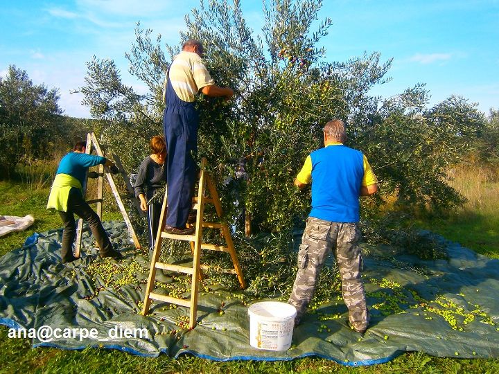 olives harvest time, gardening, We tend not to let olive trees to grow really high But when certain tree gets higher we use ladder