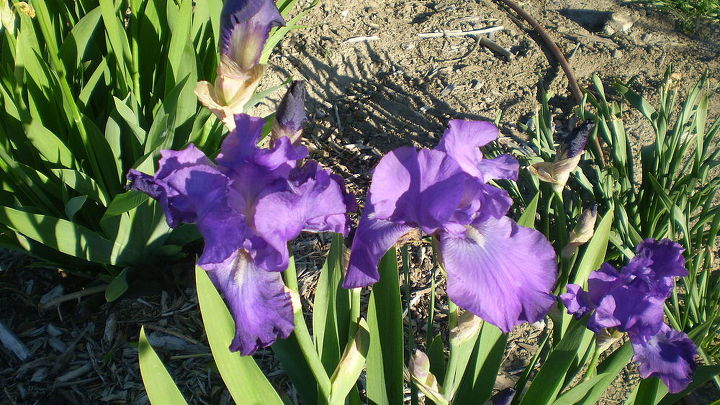 iris i ve planted, flowers, gardening
