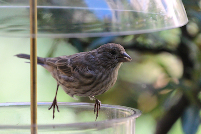 part 2 back story of tllg s rain or shine feeders, outdoor living, pets animals, urban living, This image of a female house finch enjoying the dome feeder was featured with a narrative on TLLG s Blogger Pages