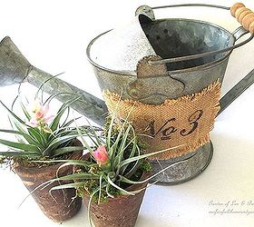 get creative with air plants, gardening, Air plants a galvanized watering can