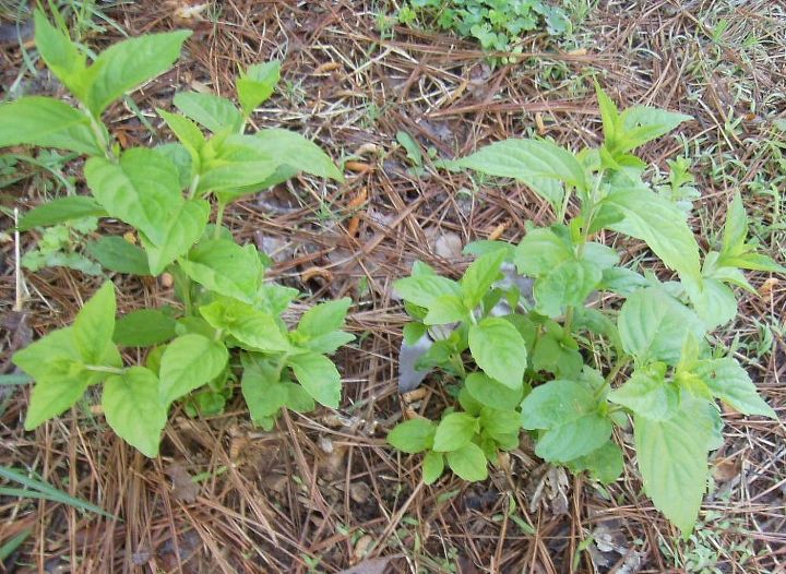 algumas partes do meu jardim da frente esto uma baguna preciso de ajuda para saber, E o que esse pequeno arbusto