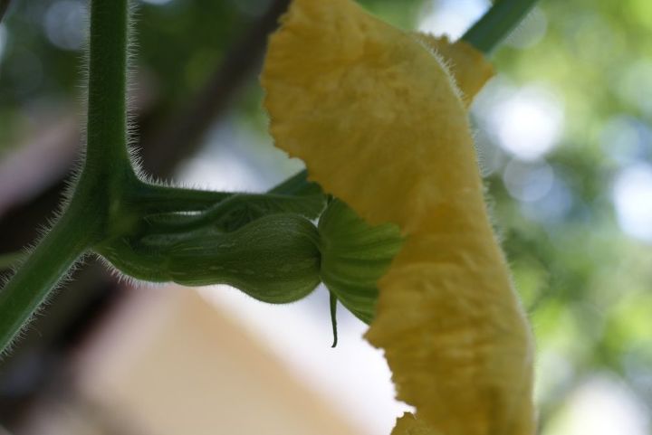 how to pollinate squash by hand, gardening, Female flower