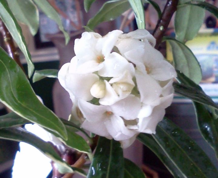 q plants in bloom today in the nursery 21 pictures, gardening, White Daphne