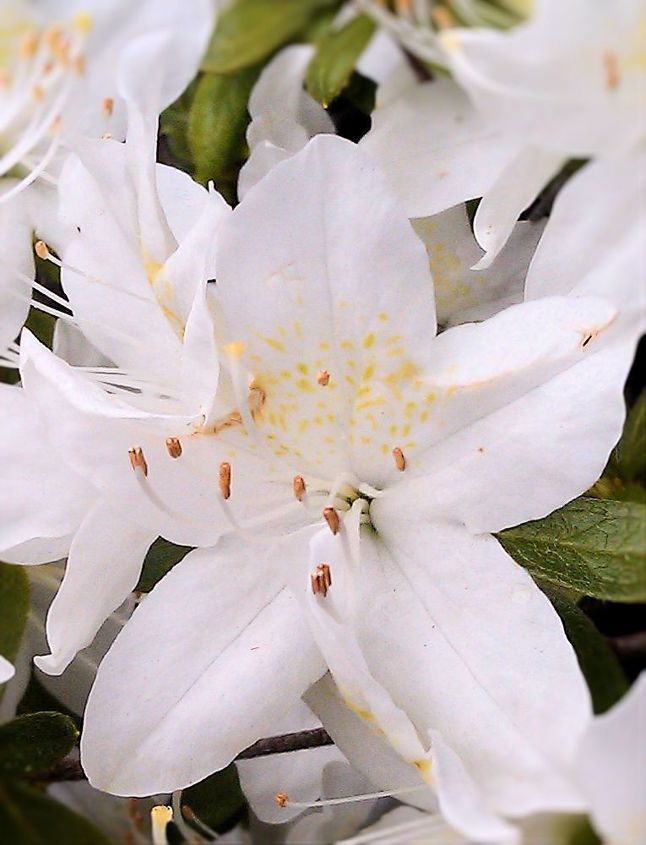 azaleas blooming everywhere in nyc they come with different colors white pink red, flowers, gardening