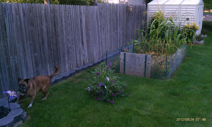 new flower garden with our new butterfly bush i got on sale, flowers, gardening, Putting it so dog can still run up down the fence still We our gonna use our left over bricks to make circle around it go 2 high raise it to the first brick