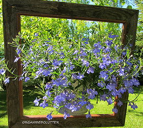 update on framed flowers, flowers, gardening, succulents, Today